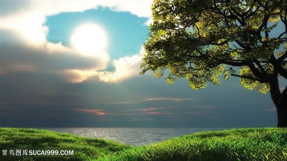 湖畔草地树木壁纸