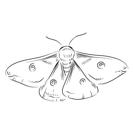 飞蛾免抠(512x512)