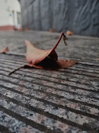 秋天落叶黄叶寂寥