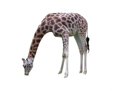 长颈鹿动物非洲鹿动物园设计素材