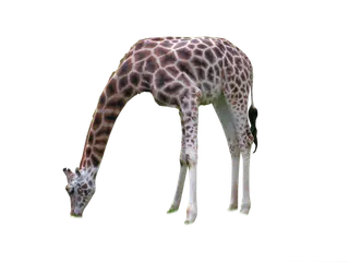 长颈鹿动物非洲鹿动物园设计素材