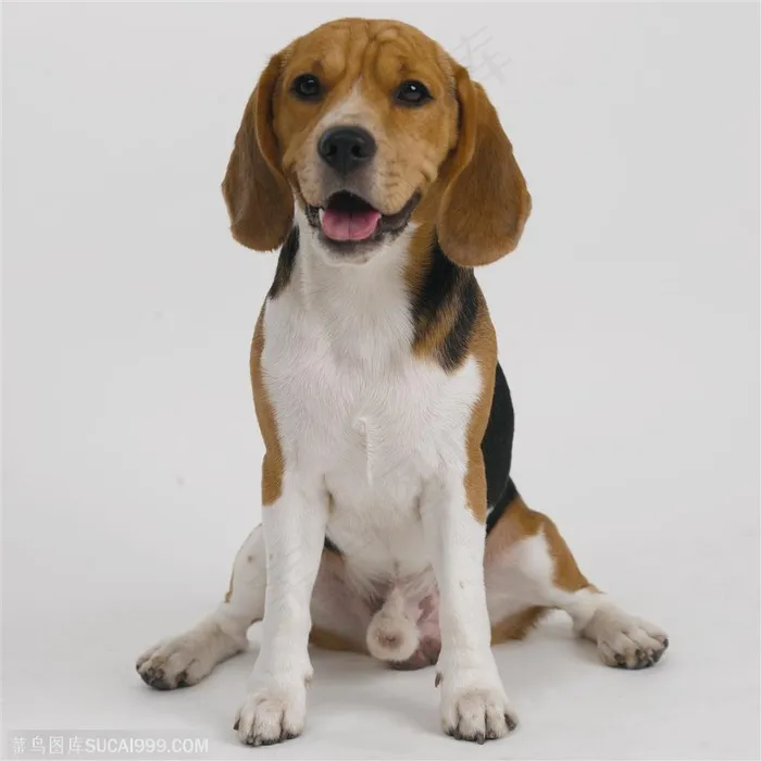 中型犬-比格犬正面公犬