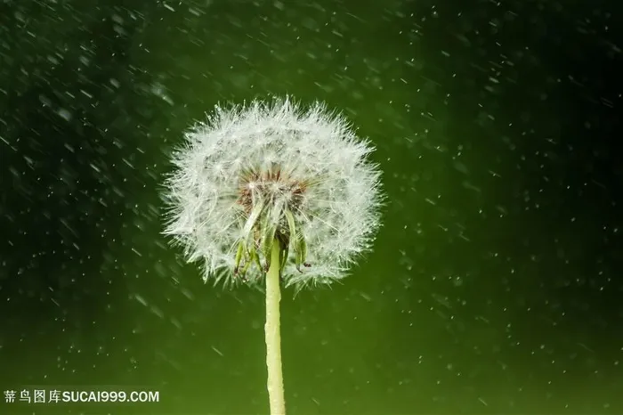 雨中的蒲公英 雨中的蒲公英