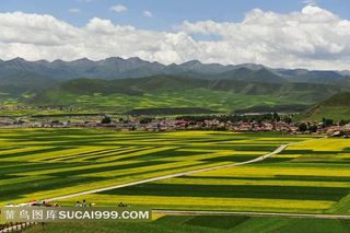 青海门源油菜花美景