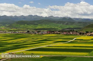 青海门源油菜花美景