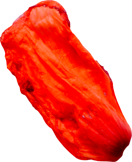 花瓣花朵免扣图片  