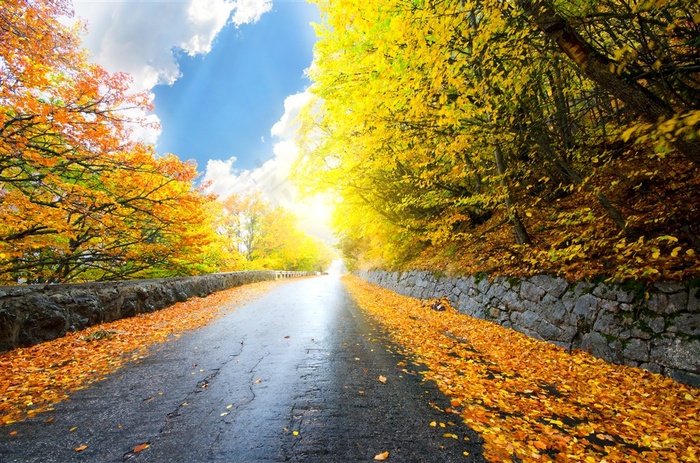 树林道路蓝天白云风景图片