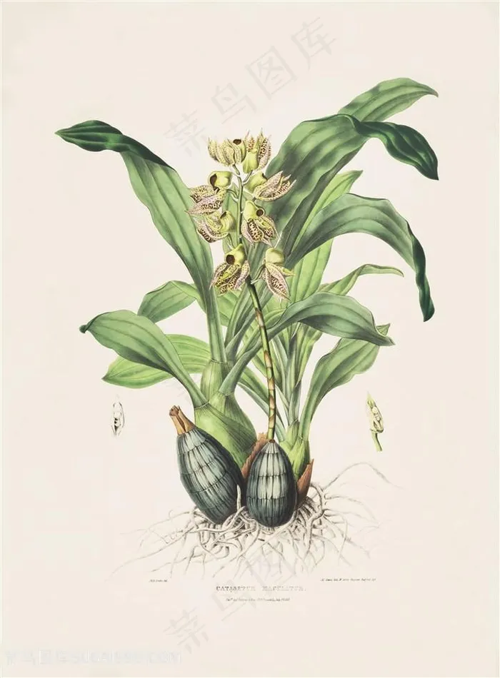 手绘高清兰花唯美插画
