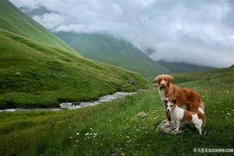 两条可爱的狗狗图片 两条可爱的狗狗图片