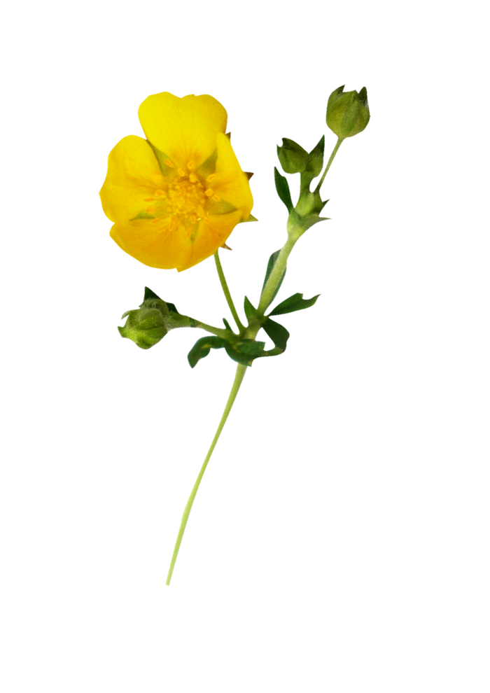 卡通简笔情人节花朵