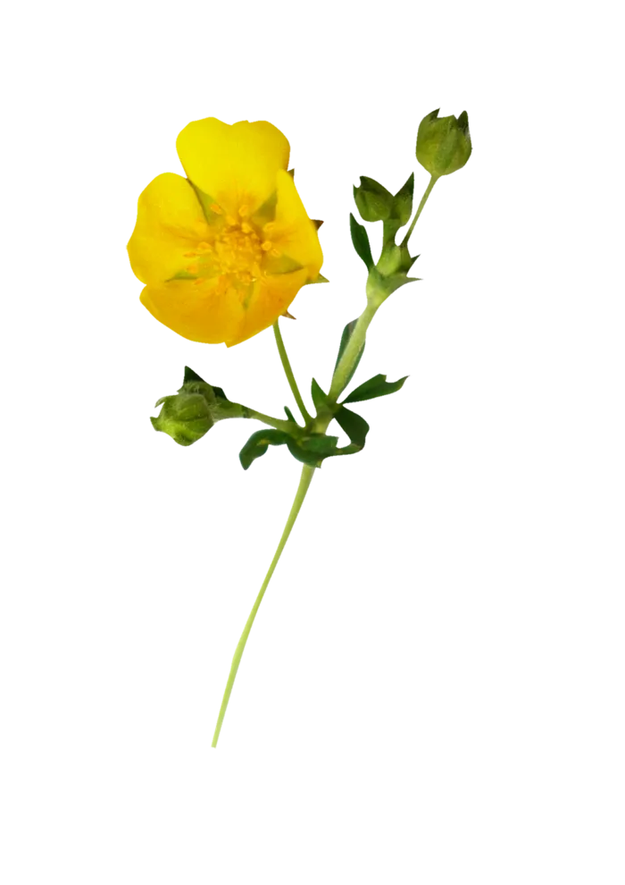 卡通简笔情人节花朵