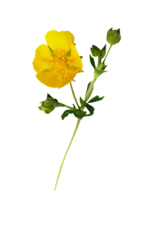 卡通简笔情人节花朵