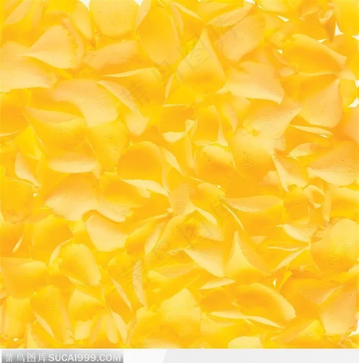 飘落在水面的黄色玫瑰花瓣