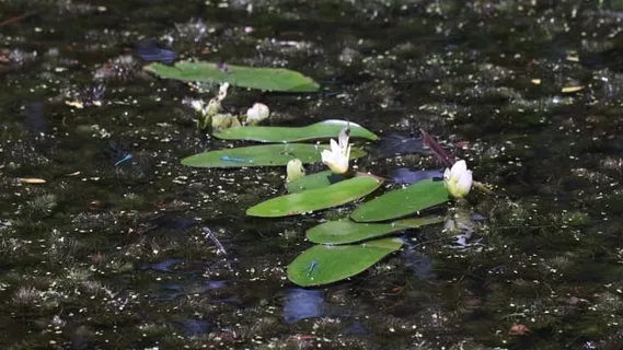 豆娘, 蜻蜓, 池塘, 水, 湖, 夏天, 翅膀, 植物学