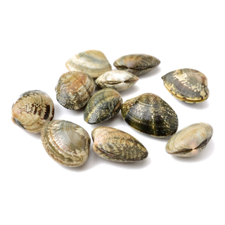 螺贝类带壳类(72)海鲜超市商品红酒白底图免抠实物摄影png格式图片透明底