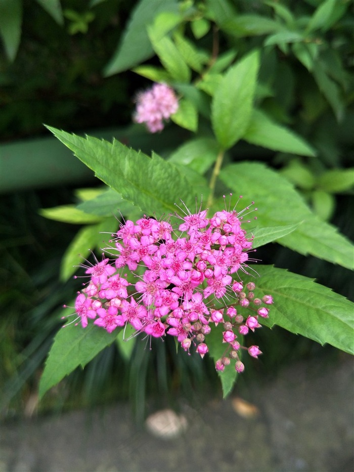 金焰绣线菊特写