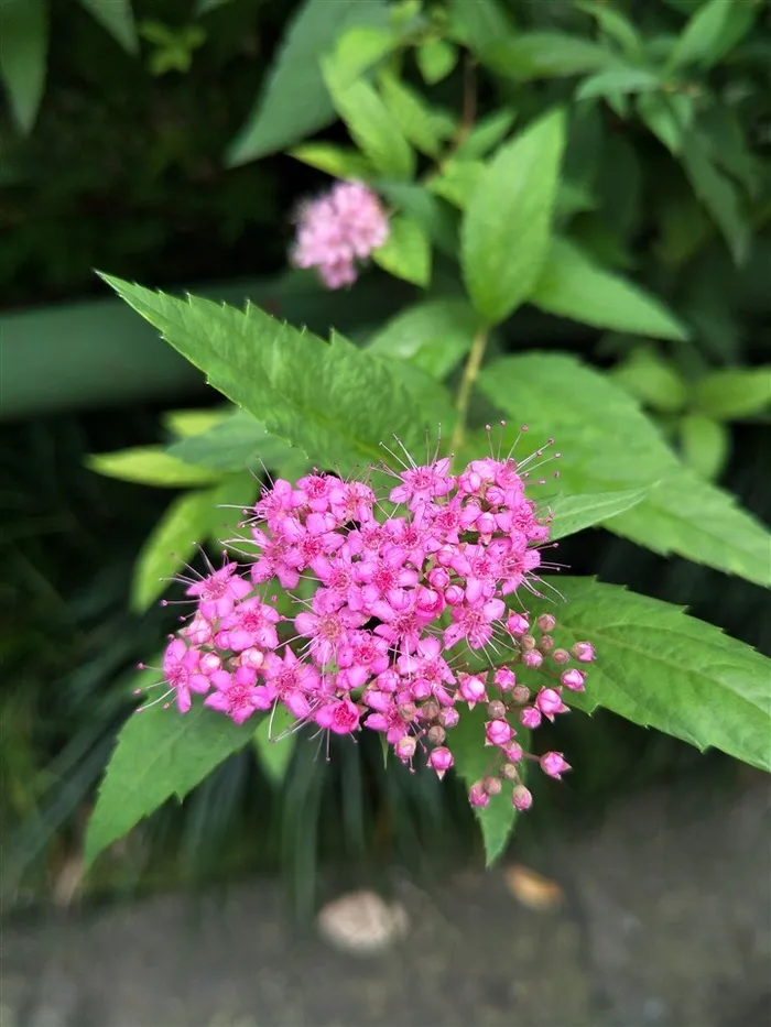 金焰绣线菊特写