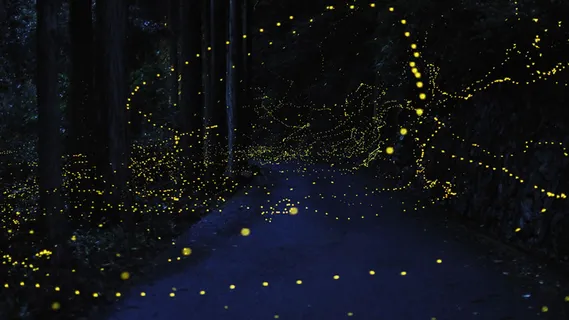 萤火虫效果psd素材