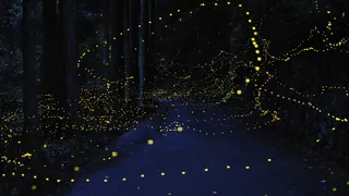 萤火虫效果psd素材