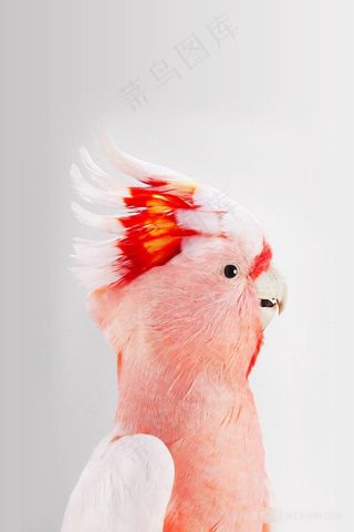 水彩粉色鹦鹉插画