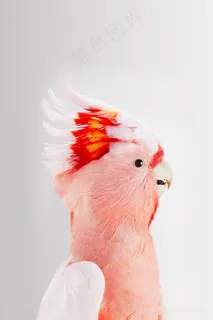 水彩粉色鹦鹉插画 水彩粉色鹦鹉插画