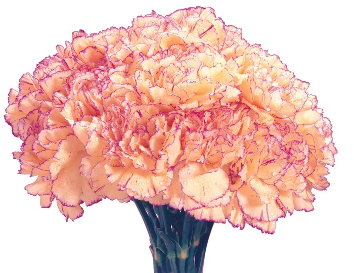 粉色康乃馨图片下载