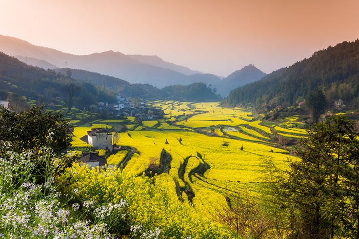 摄影图   风景图  原野图片  油菜花  夕阳图片  