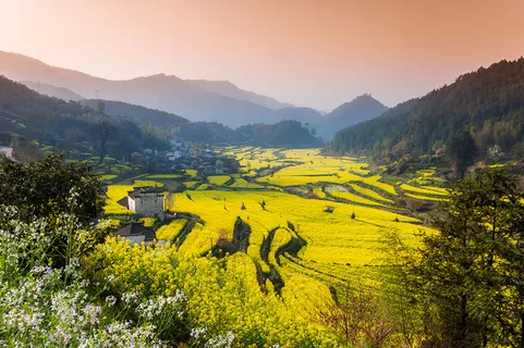 摄影图   风景图  原野图片  油菜花  夕阳图片   摄影图   风景图  原野图片  油菜花  夕阳图片
