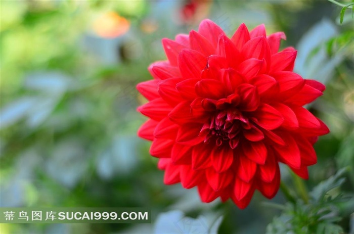 枝头低压的大丽菊