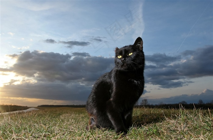 天空下草丛中的小黑猫