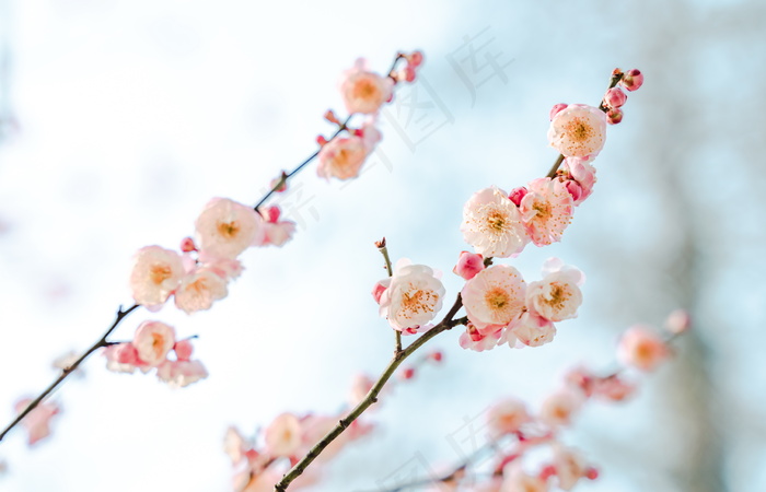 春天梅花美景图片