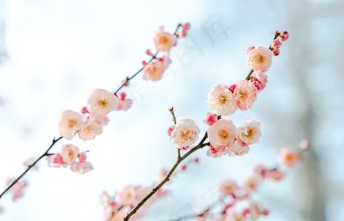 春天梅花美景图片 春天梅花美景图片