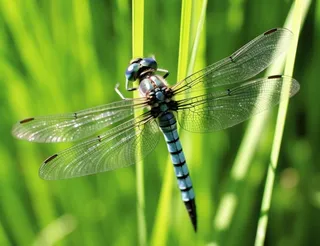 草丛的蜻蜓绿意摄影图背景