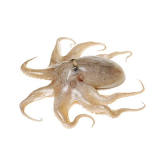 头足类(8)海鲜超市商品红酒白底图免抠实物摄影png格式图片透明底