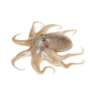 头足类(8)海鲜超市商品红酒白底图免抠实物摄影png格式图片透明底