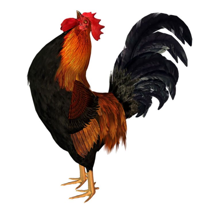 彩色公鸡动物