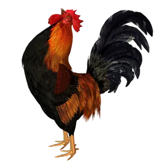 彩色公鸡动物