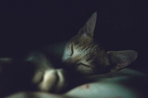 躺着睡觉的小猫高清素材