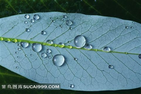 高清树叶露珠图片下载