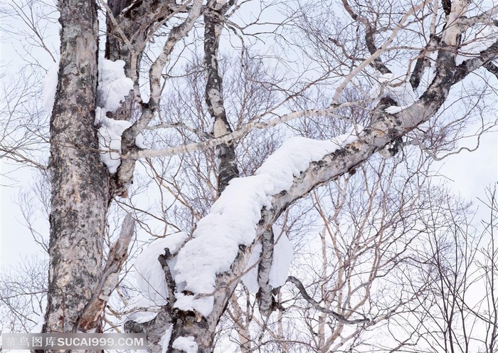 冰天雪地-树林里的树木挂满雪花