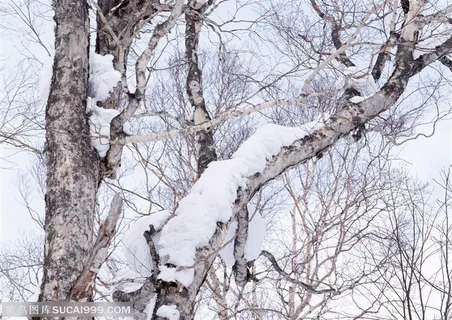 冰天雪地-树林里的树木挂满雪花 冰天雪地-树林里的树木挂满雪花