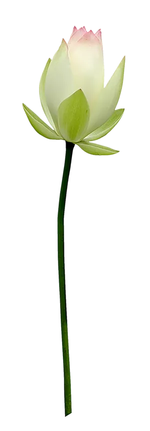 夏季荷花莲花植物元素