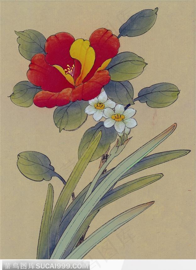 工笔画—茶花