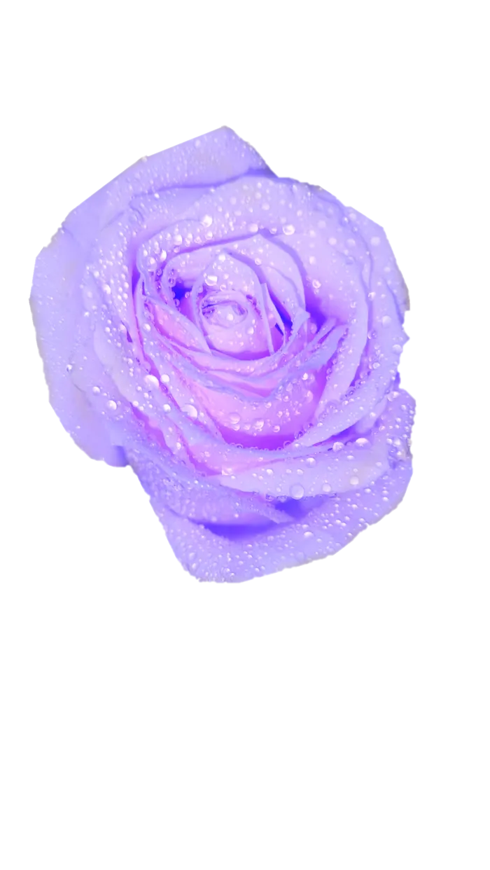 粉色玫瑰“免抠”