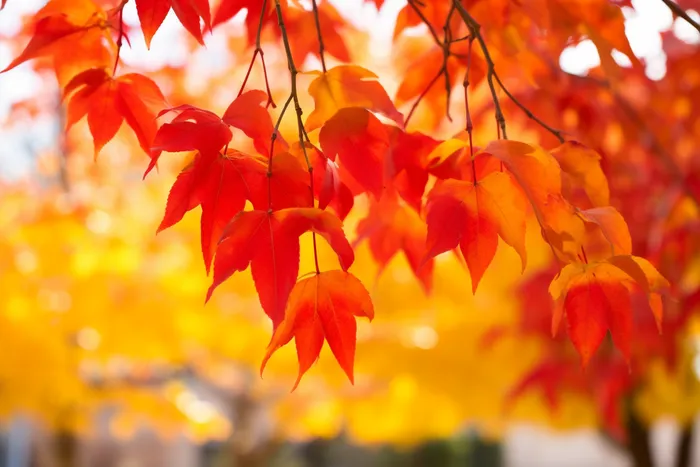 a bunch of red leaves hanging from a tree, a picture by Tadashi Nakayama, pexels, fine art, red orange and yellow leaves, red leaves, fall foliage (4032x2688)