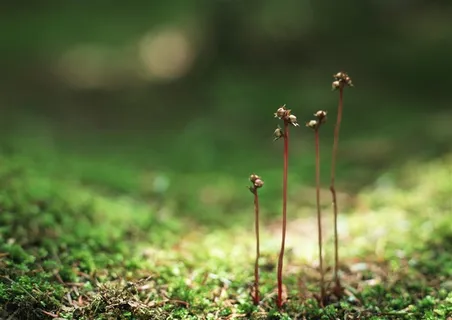 树木风景绿色jpg素材