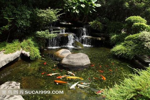 园林系列 - 自然美丽的花园池塘