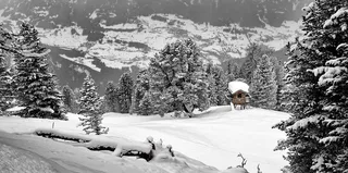 冬天白色背景风景