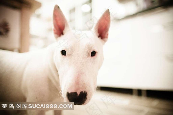 白色牛头犬素材