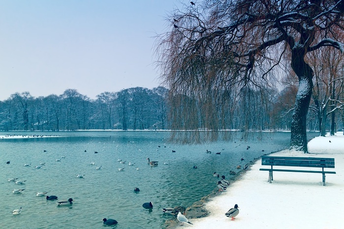 冬天白色背景风景大树